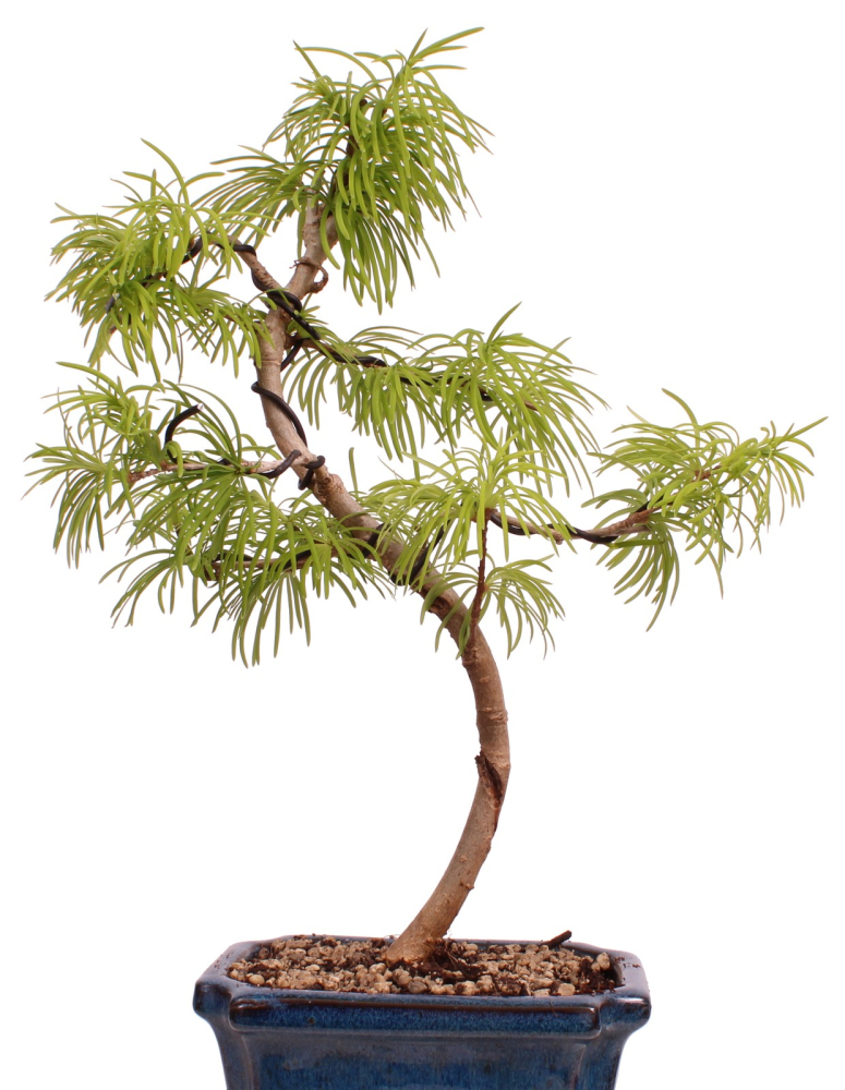 Bonsai - Pseudolarix amabilis  - Goldlärche Outdoor 228/65
