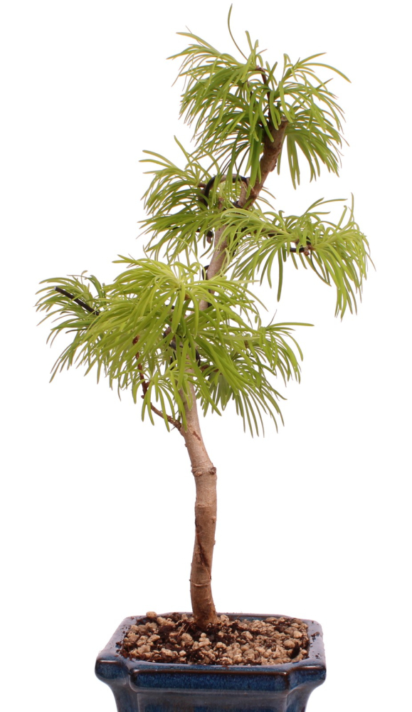 Bonsai - Pseudolarix amabilis  - Goldlärche Outdoor 228/65
