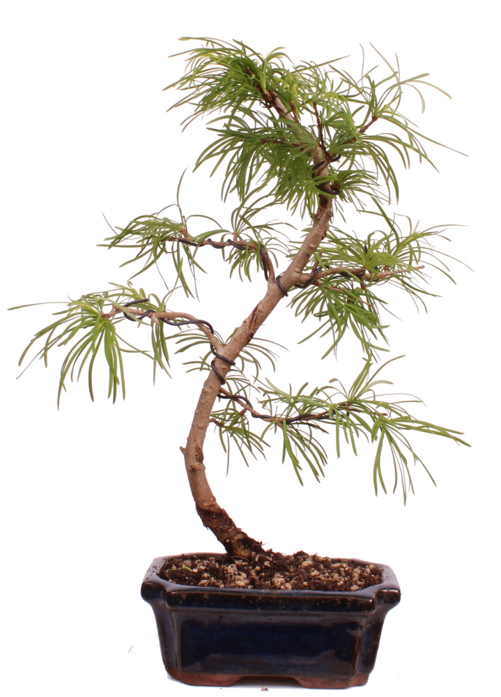 Bonsai - Pseudolarix amabilis  - Goldlärche Outdoor 228/66