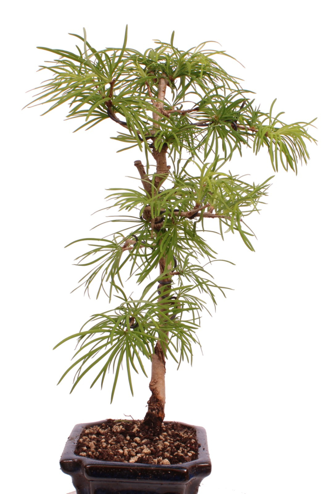 Bonsai - Pseudolarix amabilis  - Goldlärche Outdoor 228/66
