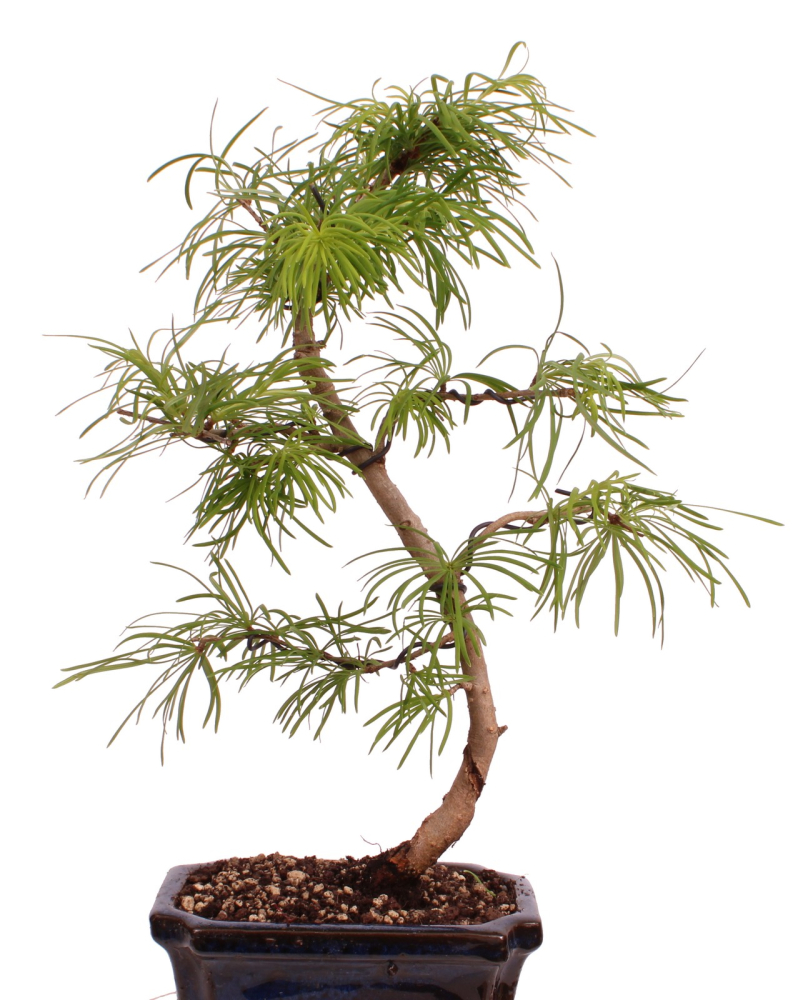 Bonsai - Pseudolarix amabilis  - Goldlärche Outdoor 228/66