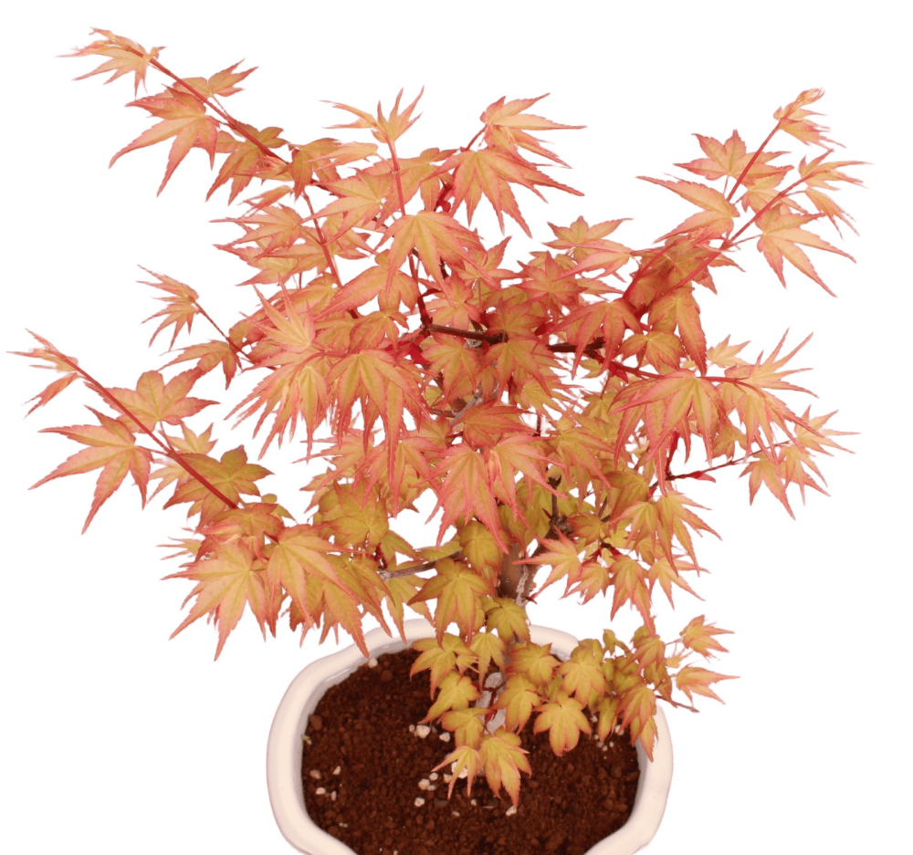 Bonsai - Acer palmatum 'Chishio' - Japanischer Fächerahorn rotlaubig 229/01