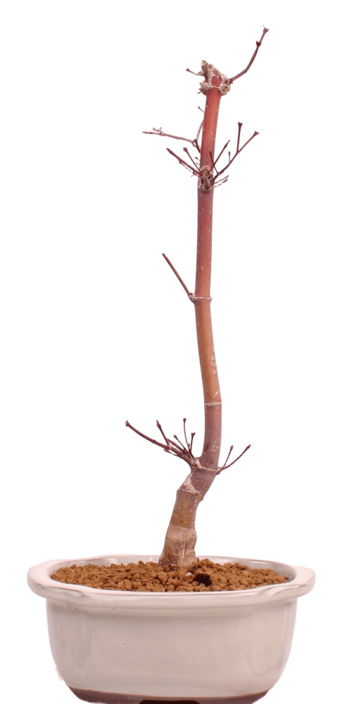 Bonsai - Acer palmatum 'Chishio' - Japanischer Fächerahorn rotlaubig 229/02