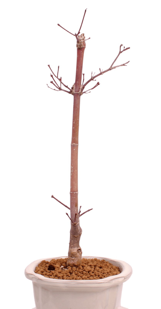 Bonsai - Acer palmatum 'Chishio' - Japanischer Fächerahorn rotlaubig 229/02