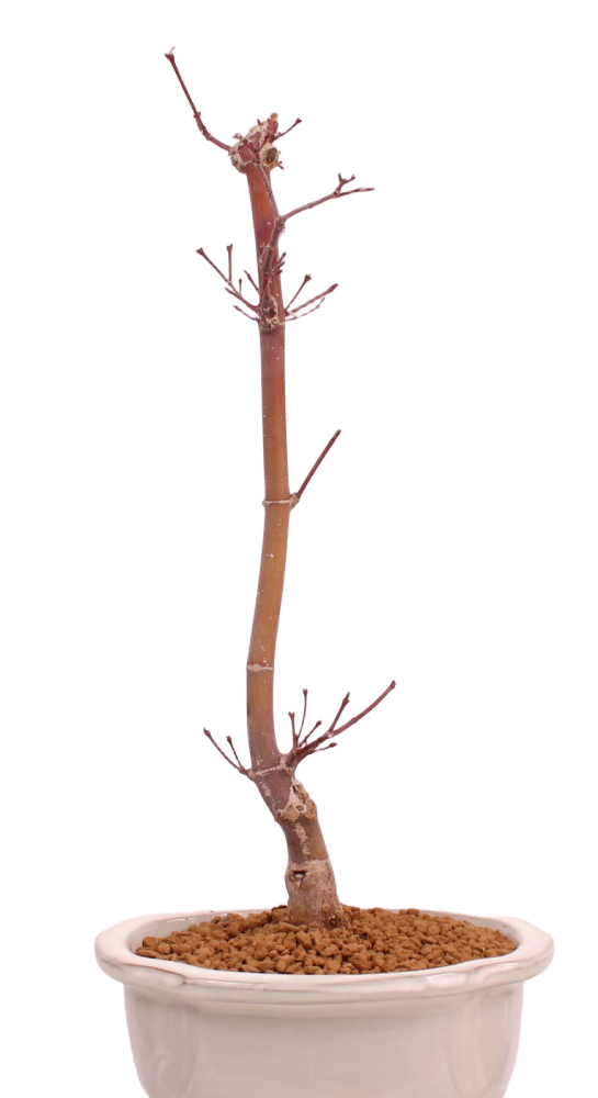 Bonsai - Acer palmatum 'Chishio' - Japanischer Fächerahorn rotlaubig 229/02