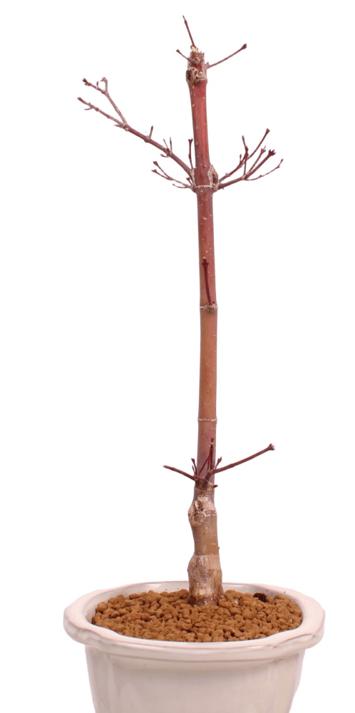 Bonsai - Acer palmatum 'Chishio' - Japanischer Fächerahorn rotlaubig 229/02