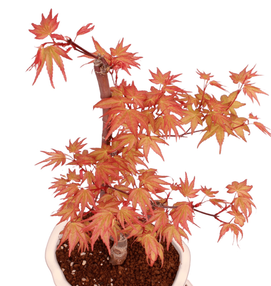 Bonsai - Acer palmatum 'Chishio' - Japanischer Fächerahorn rotlaubig 229/03