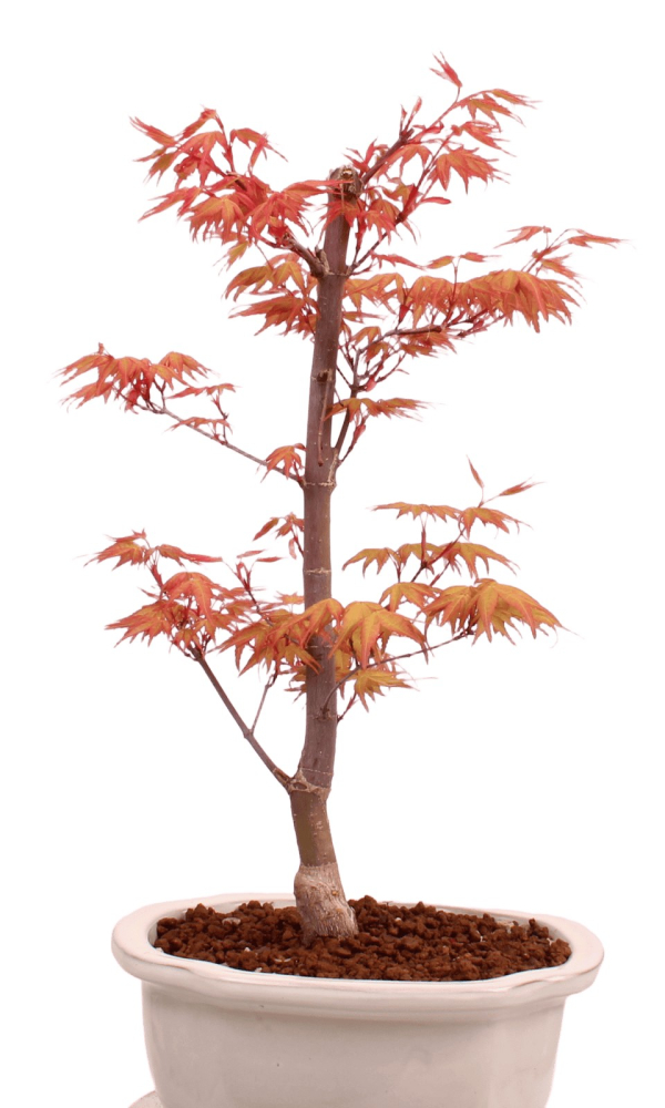 Bonsai - Acer palmatum 'Chishio' - Japanischer Fächerahorn rotlaubig 229/04