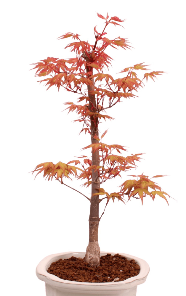 Bonsai - Acer palmatum 'Chishio' - Japanischer Fächerahorn rotlaubig 229/04