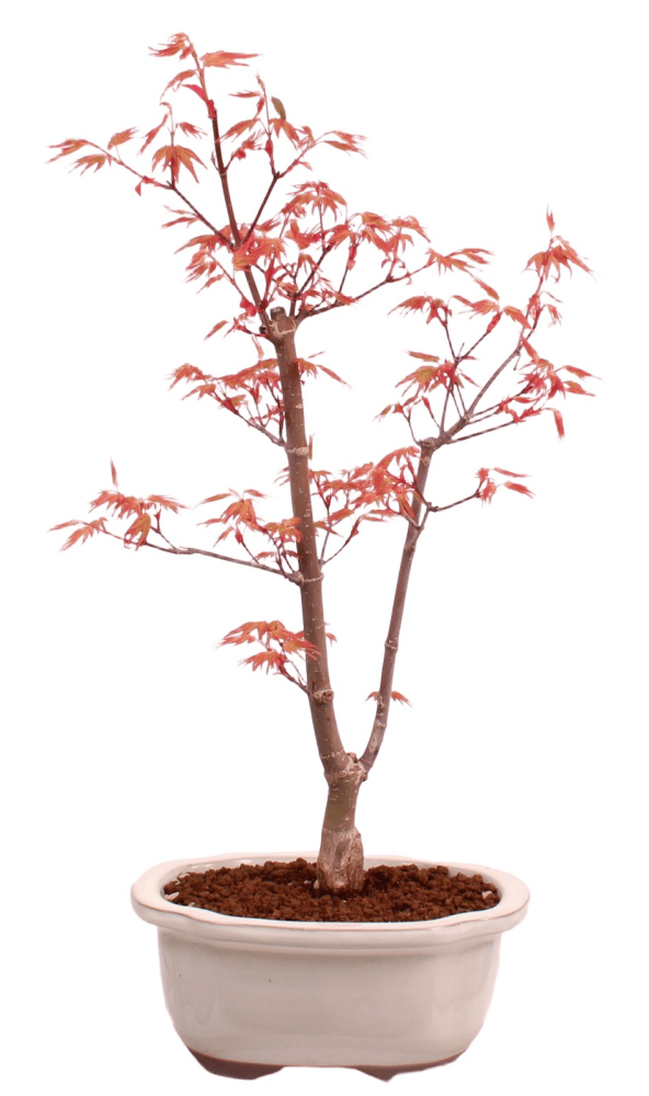 Bonsai - Acer palmatum 'Chishio' - Japanischer Fächerahorn rotlaubig 229/05