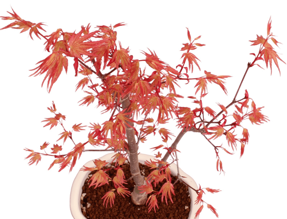 Bonsai - Acer palmatum 'Chishio' - Japanischer Fächerahorn rotlaubig 229/05