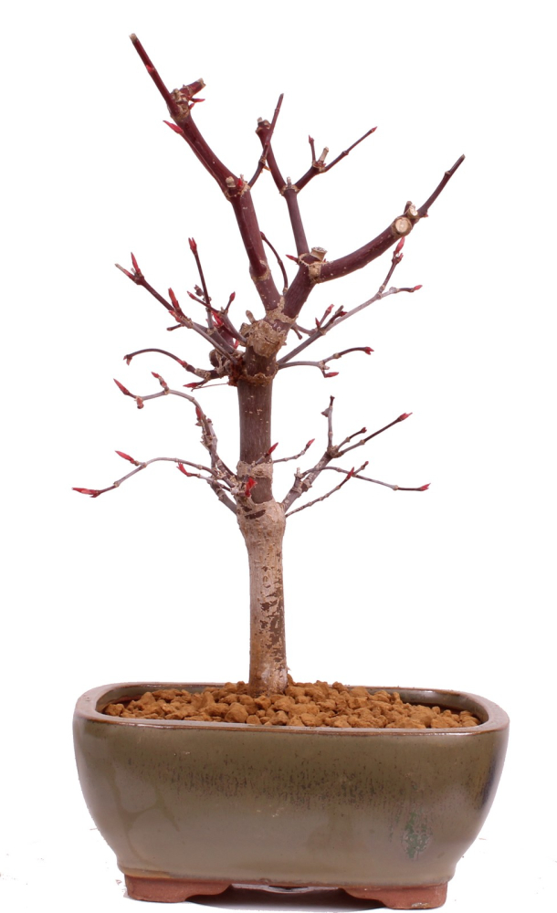 Bonsai - Acer palmatum 'Deshojo', roter Fächerahorn aus Japan 229/06