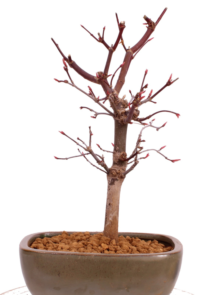 Bonsai - Acer palmatum 'Deshojo', roter Fächerahorn aus Japan 229/06