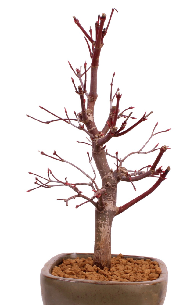 Bonsai - Acer palmatum 'Deshojo', roter Fächerahorn aus Japan 229/07