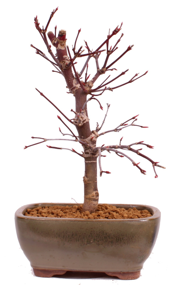 Bonsai - Acer palmatum 'Deshojo', roter Fächerahorn aus Japan 229/08