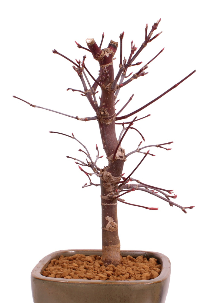 Bonsai - Acer palmatum 'Deshojo', roter Fächerahorn aus Japan 229/08