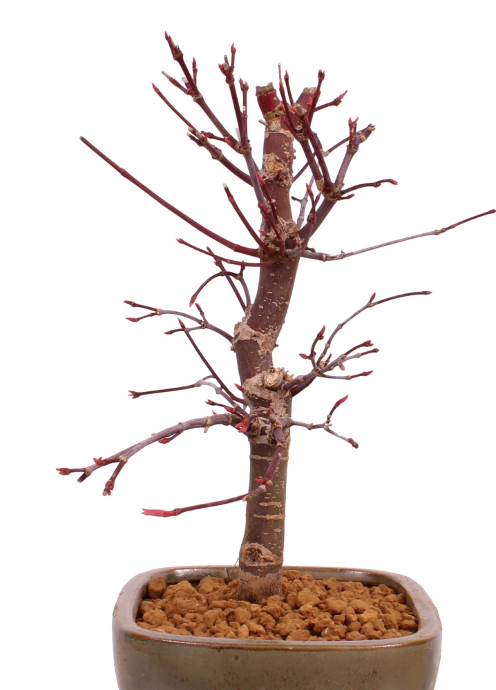Bonsai - Acer palmatum 'Deshojo', roter Fächerahorn aus Japan 229/08
