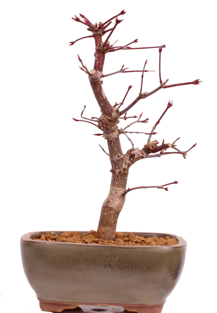 Bonsai - Acer palmatum 'Deshojo', roter Fächerahorn aus Japan 229/09