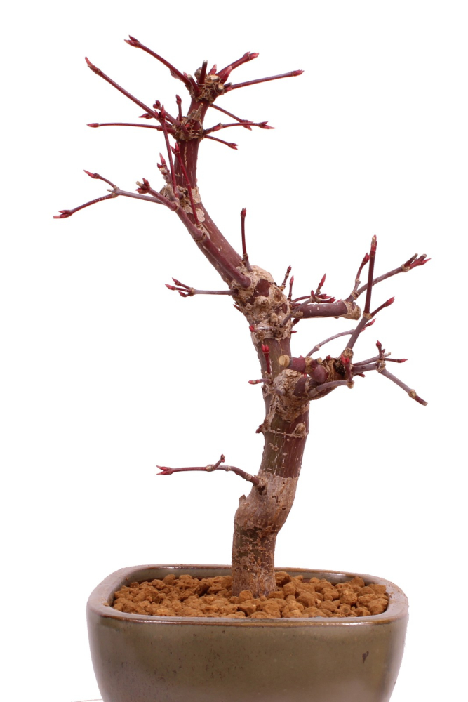 Bonsai - Acer palmatum 'Deshojo', roter Fächerahorn aus Japan 229/09
