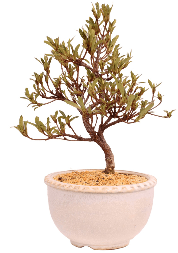Bonsai - Japanische Satsuki Azalee 'Korin' - Rhododendron indicum 229/100