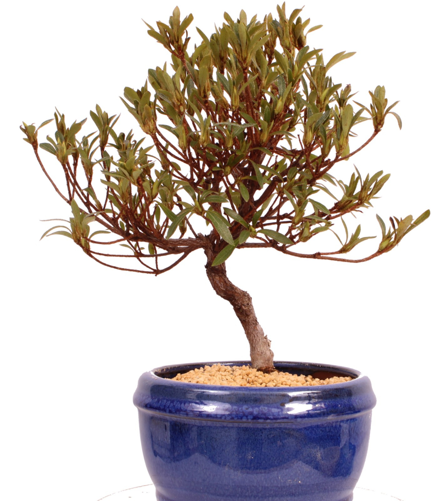 Bonsai - Japanische Satsuki Azalee 'Hakurin' -Rhododendron indicum 229/101