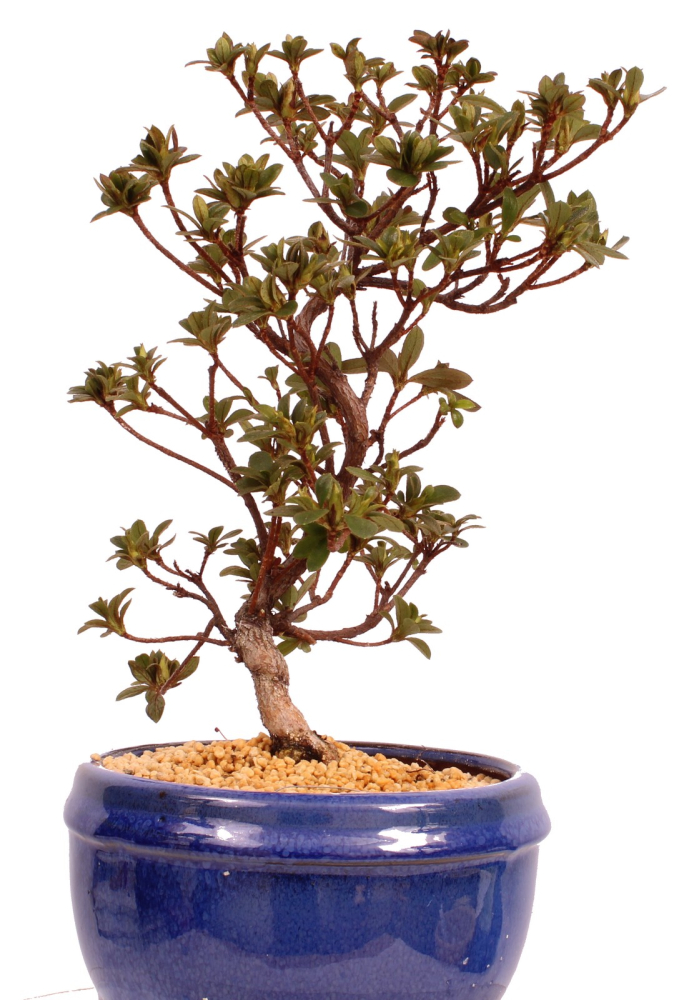 Bonsai - Japanische Satsuki Azalee 'Karenko'- Rhododendron indicum 229/103