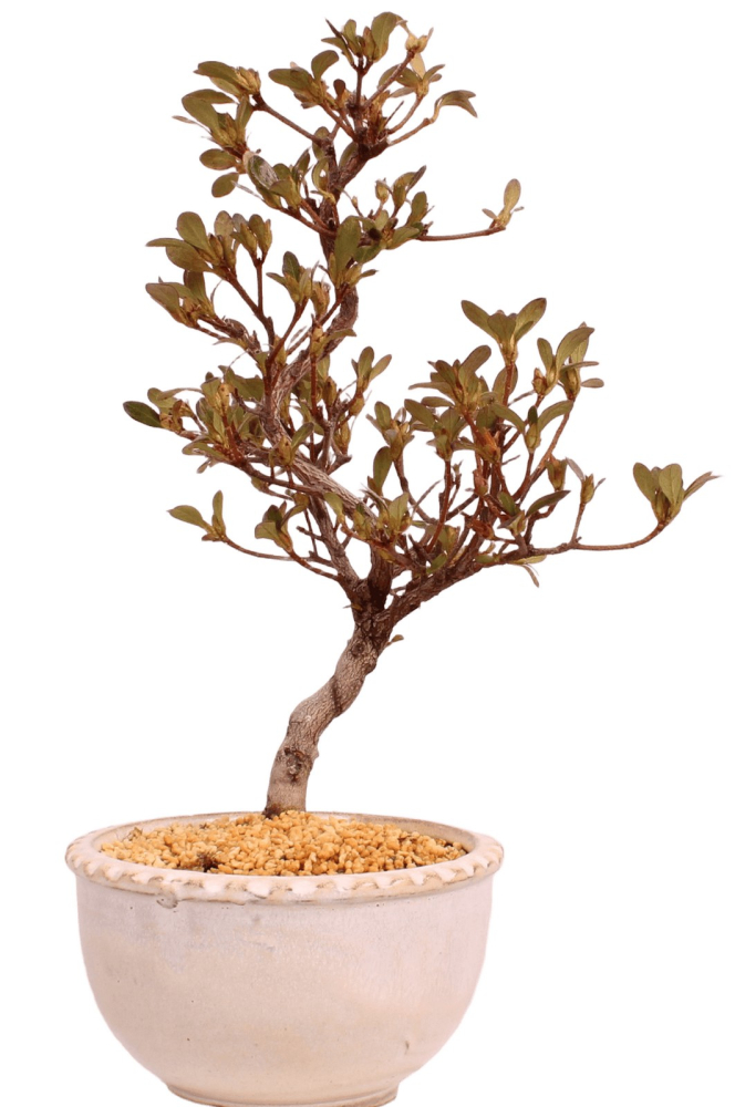 Bonsai - Japanische Satsuki Azalee - Rhododendron indicum 229/104