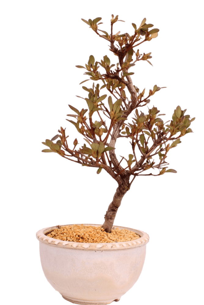 Bonsai - Japanische Satsuki Azalee - Rhododendron indicum 229/104
