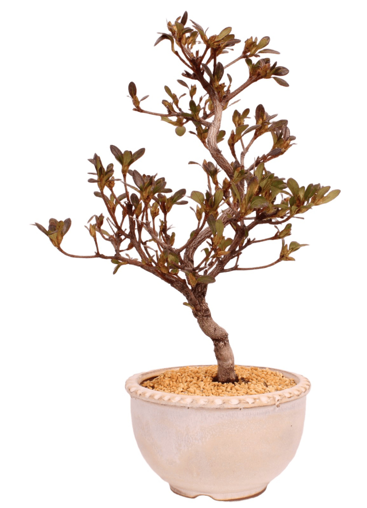 Bonsai - Japanische Satsuki Azalee - Rhododendron indicum 229/104