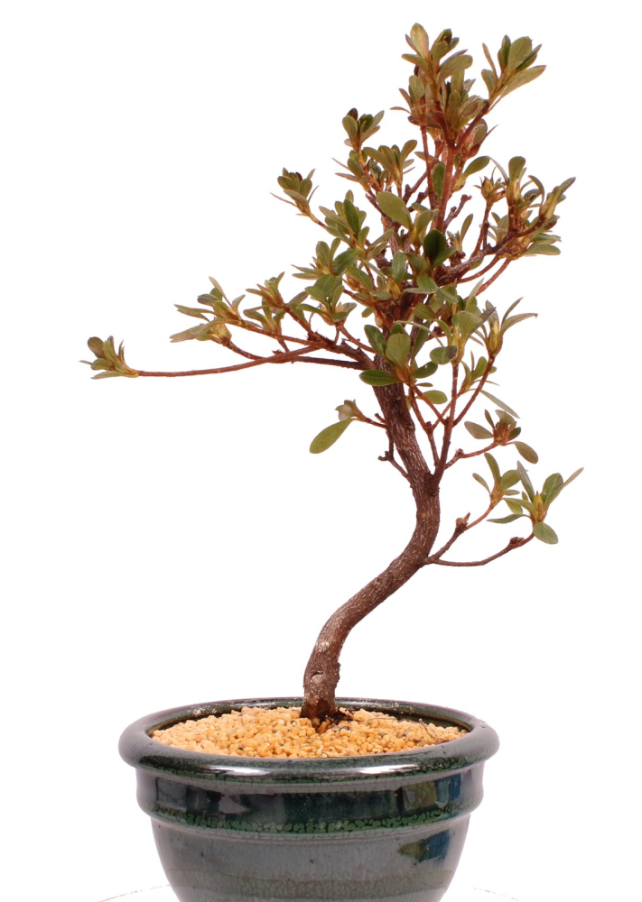 Bonsai - Japanische Satsuki Azalee 'Hibainishiki' - Rhododendron indicum 229/106