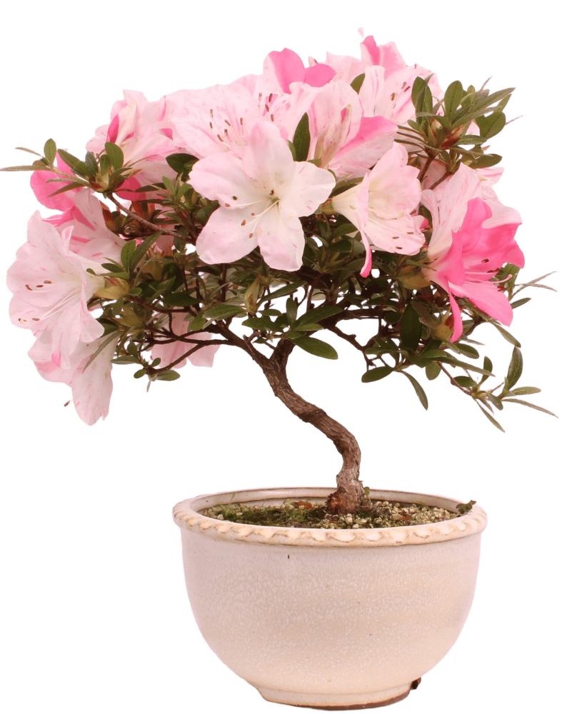 Bonsai - Japanische Satsuki Azalee 'Karenko'- Rhododendron indicum 229/107