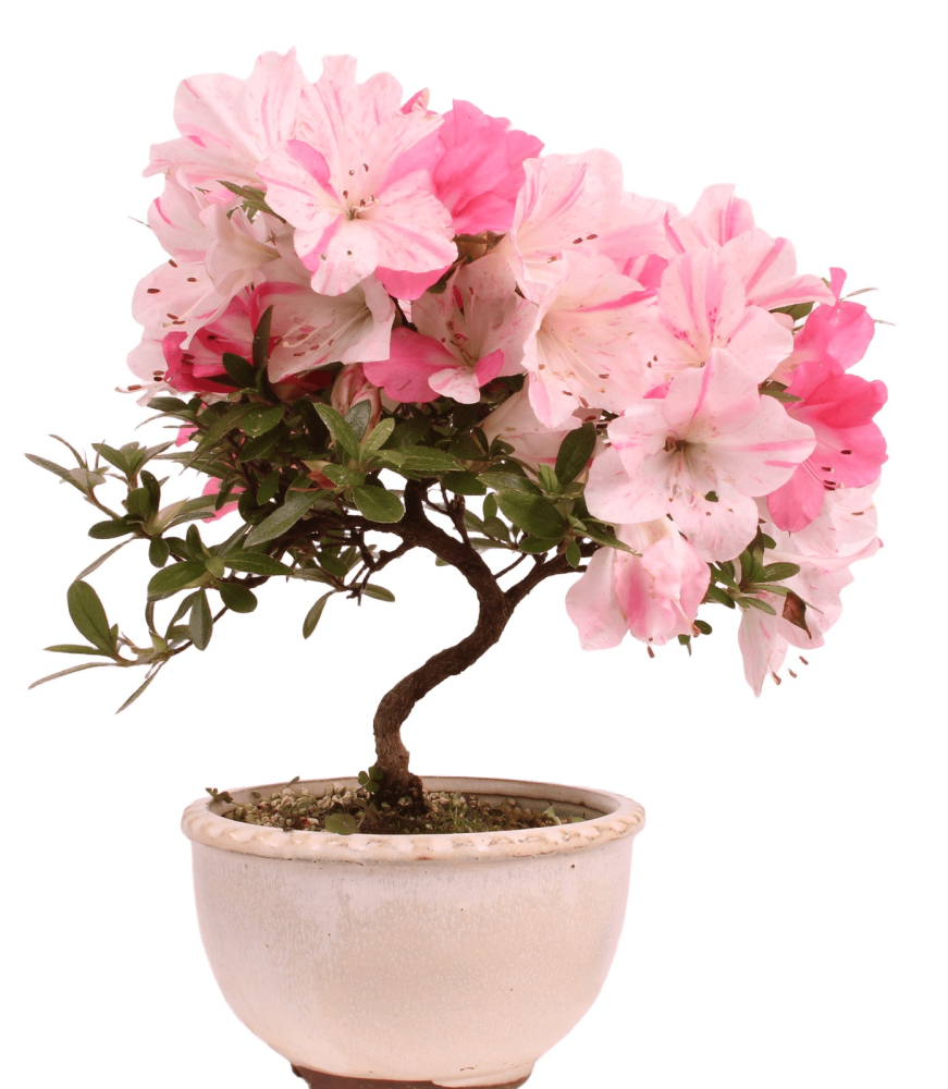 Bonsai - Japanische Satsuki Azalee 'Karenko'- Rhododendron indicum 229/107
