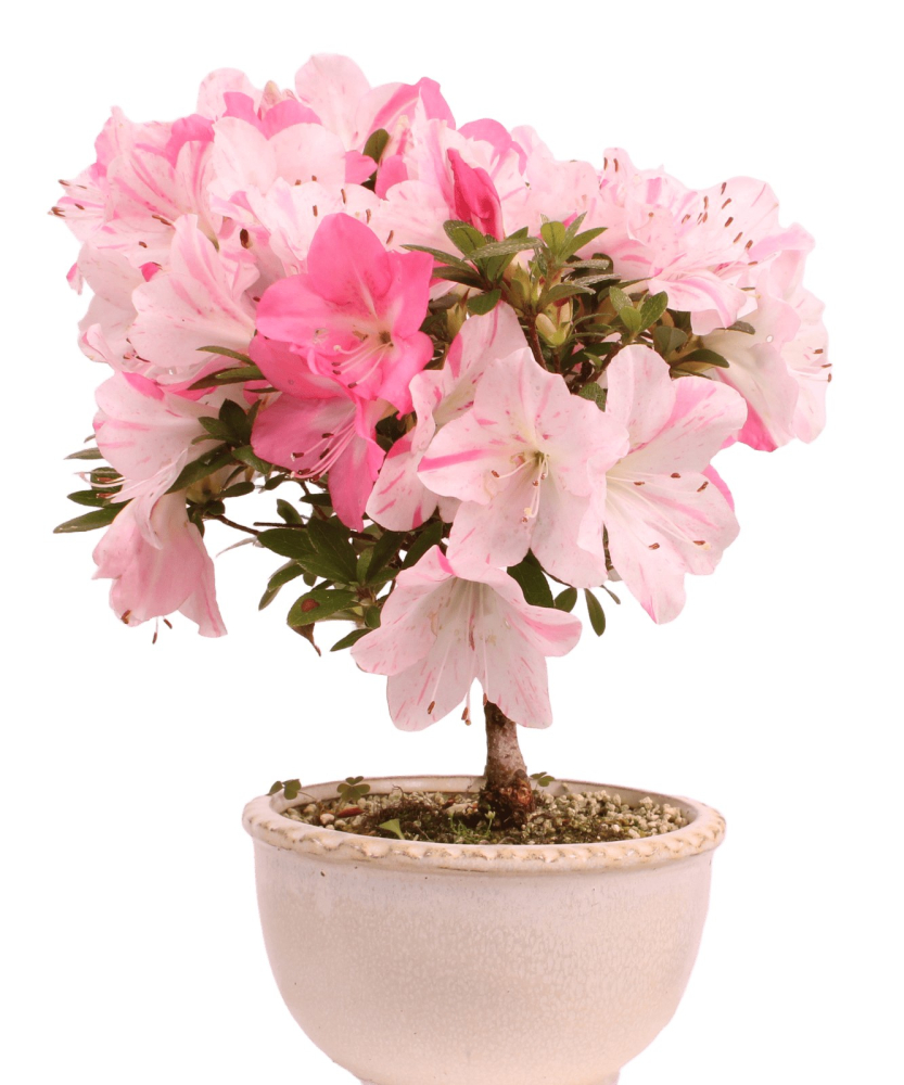 Bonsai - Japanische Satsuki Azalee 'Karenko'- Rhododendron indicum 229/107