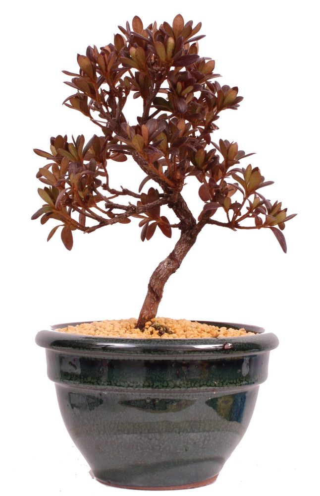 Bonsai - Japanische Satsuki Azalee - Rhododendron indicum 229/108