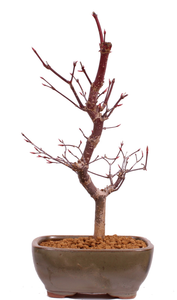 Bonsai - Acer palmatum 'Deshojo', roter Fächerahorn aus Japan 229/10