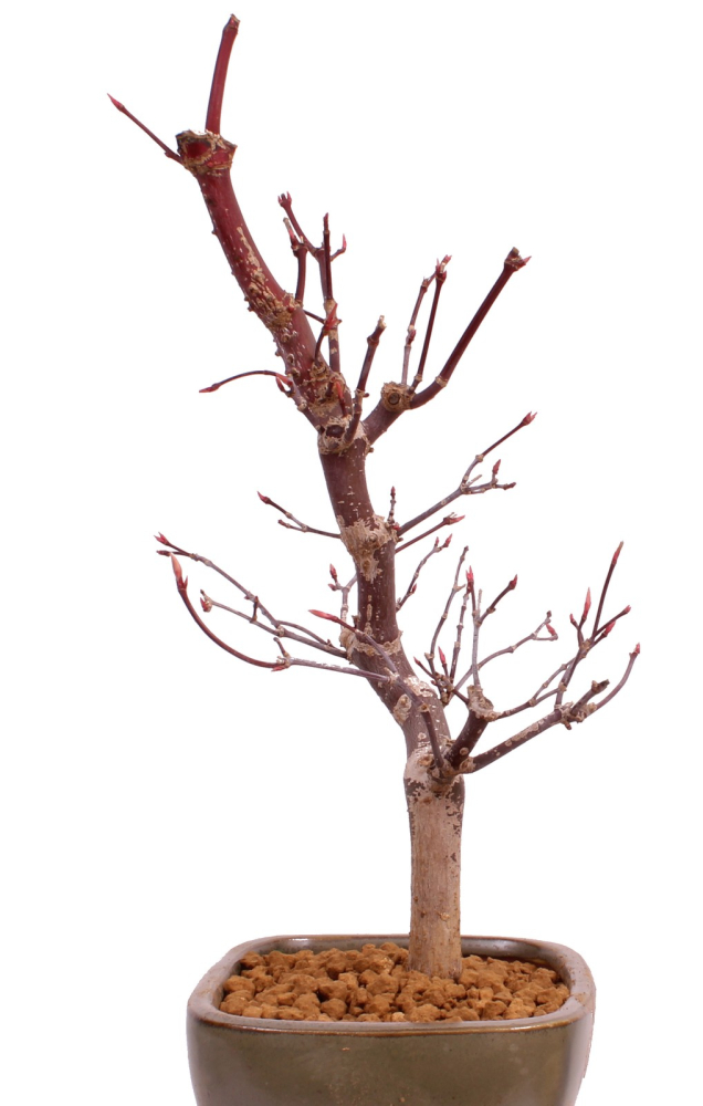 Bonsai - Acer palmatum 'Deshojo', roter Fächerahorn aus Japan 229/10