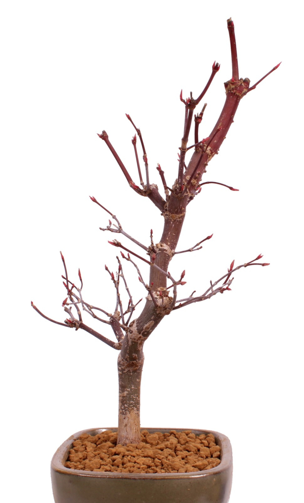 Bonsai - Acer palmatum 'Deshojo', roter Fächerahorn aus Japan 229/10
