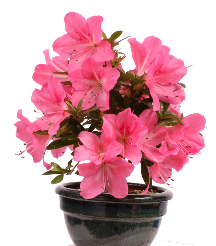 Bonsai - Japanische Satsuki Azalee - Rhododendron indicum 229/110