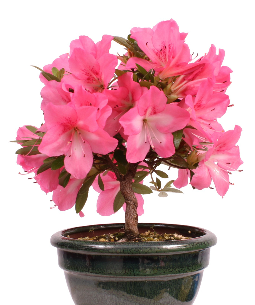 Bonsai - Japanische Satsuki Azalee - Rhododendron indicum 229/110