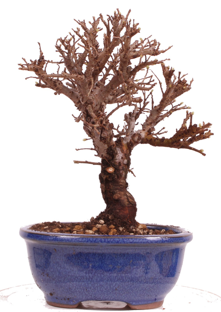 Bonsai - Ulmus parvifolia 'Nire', Chinesische Ulme, Korkulme aus Japan 229/112