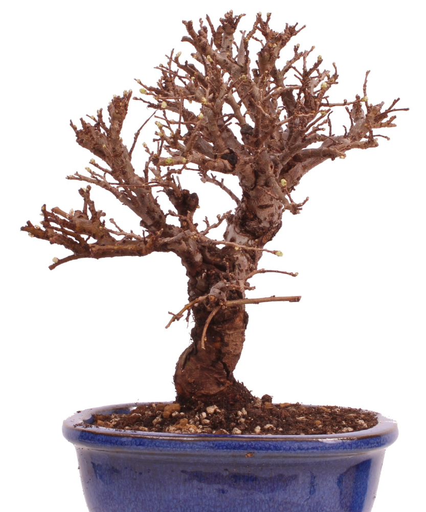 Bonsai - Ulmus parvifolia 'Nire', Chinesische Ulme, Korkulme aus Japan 229/112