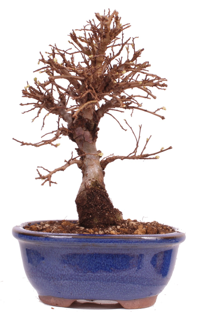 Bonsai - Ulmus parvifolia 'Nire', Chinesische Ulme, Korkulme aus Japan 229/113