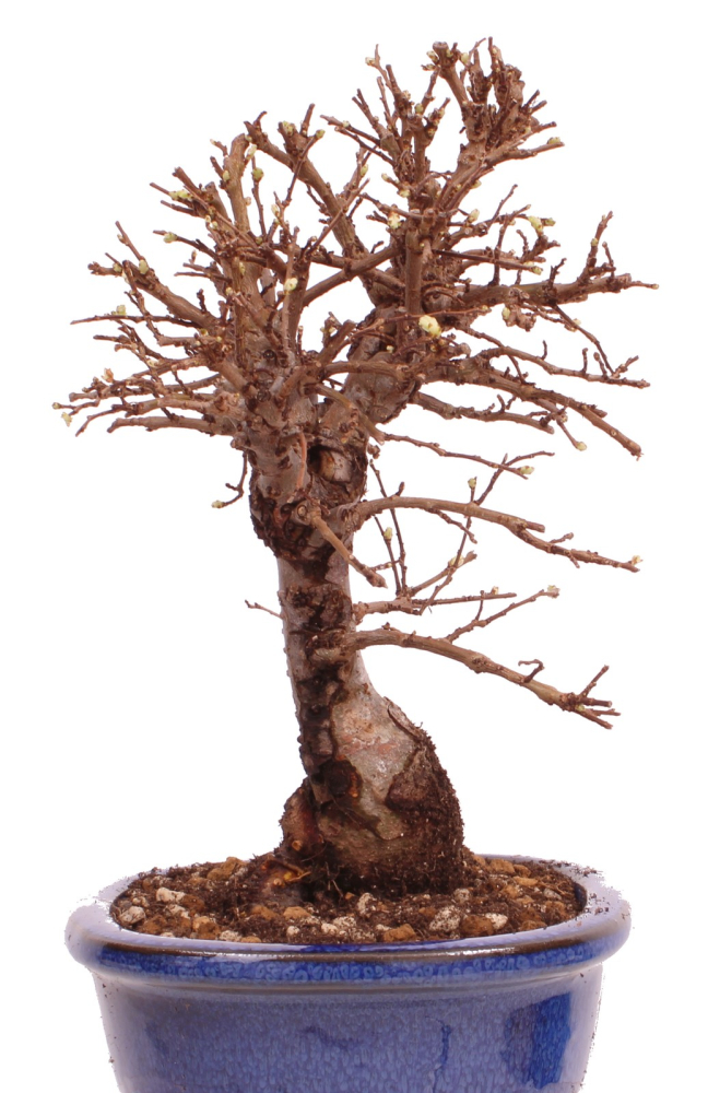 Bonsai - Ulmus parvifolia 'Nire', Chinesische Ulme, Korkulme aus Japan 229/113