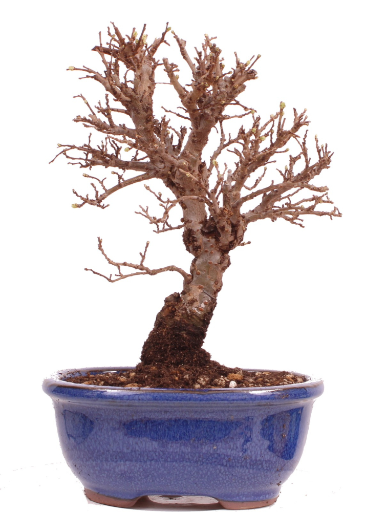 Bonsai - Ulmus parvifolia 'Nire', Chinesische Ulme, Korkulme aus Japan 229/114
