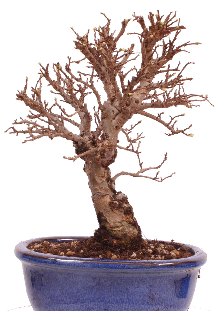 Bonsai - Ulmus parvifolia 'Nire', Chinesische Ulme, Korkulme aus Japan 229/114
