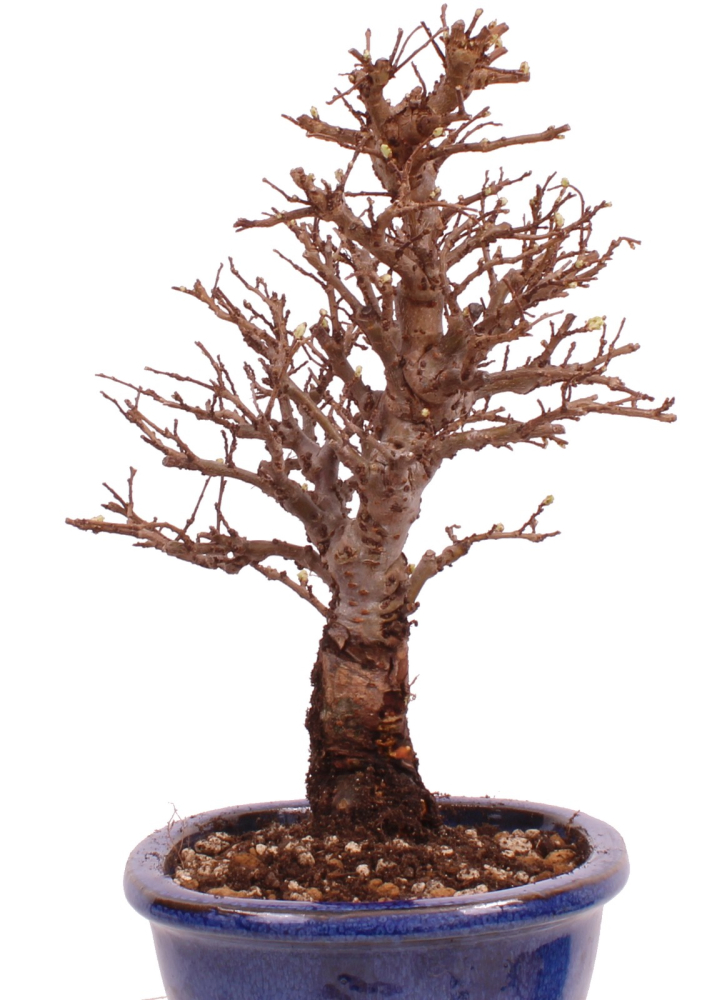 Bonsai - Ulmus parvifolia 'Nire', Chinesische Ulme, Korkulme aus Japan 229/116