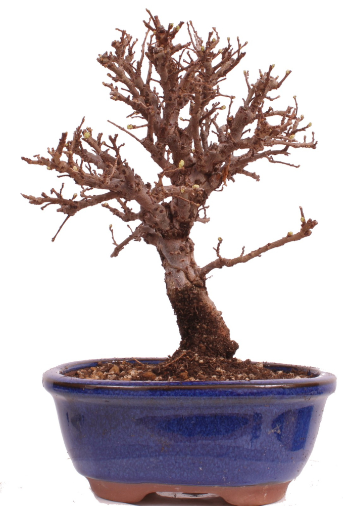 Bonsai - Ulmus parvifolia 'Nire', Chinesische Ulme, Korkulme aus Japan 229/118