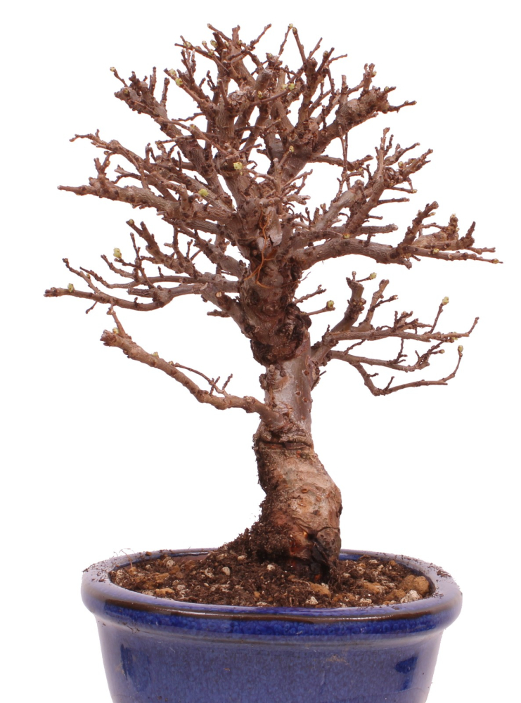 Bonsai - Ulmus parvifolia 'Nire', Chinesische Ulme, Korkulme aus Japan 229/118