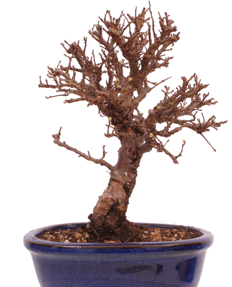 Bonsai - Ulmus parvifolia 'Nire', Chinesische Ulme, Korkulme aus Japan 229/118