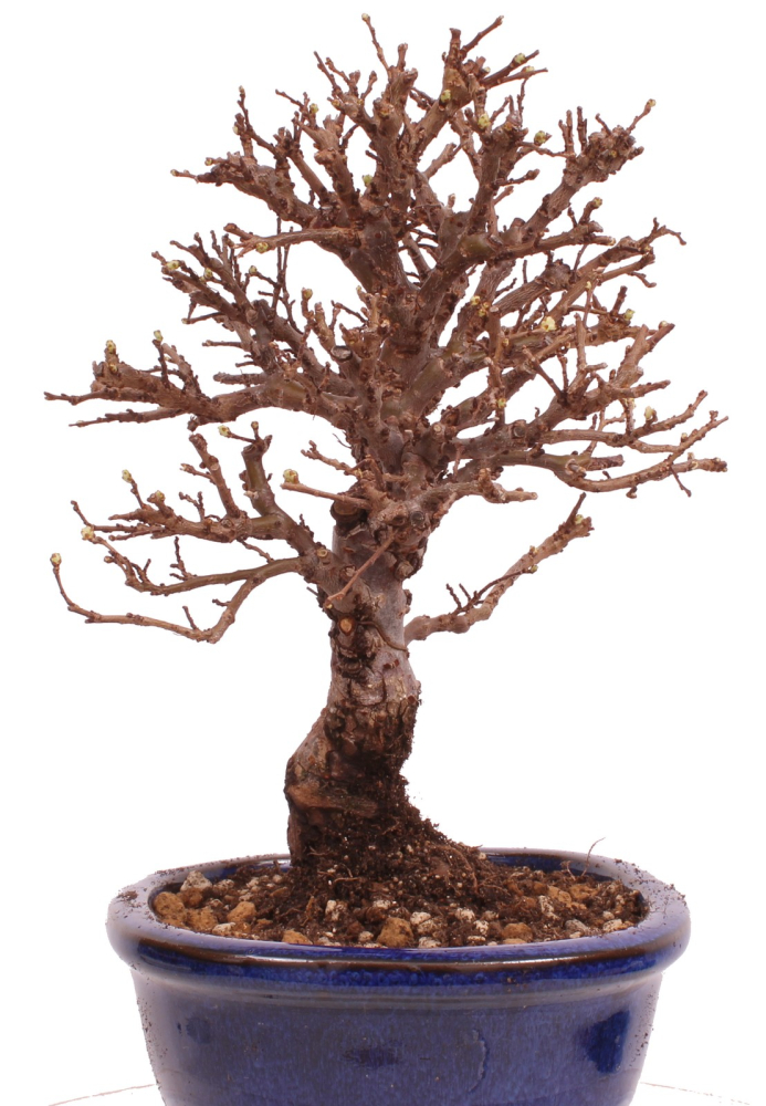 Bonsai - Ulmus parvifolia 'Nire', Chinesische Ulme, Korkulme aus Japan 229/118